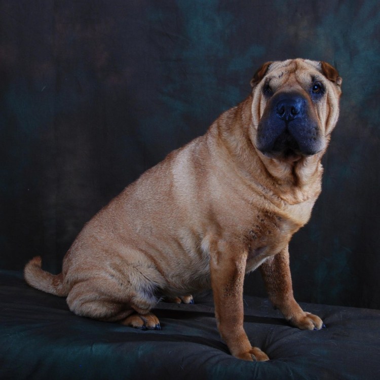 Шарпей колли