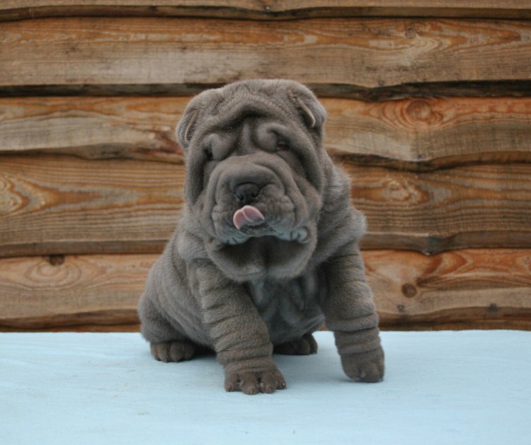 Порода собак шарпей метис