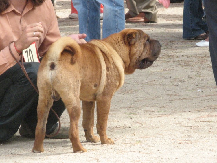 Собака шарпей