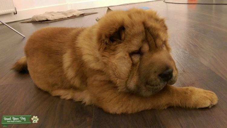 Пушистый шарпей