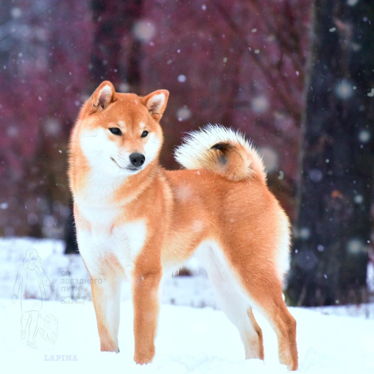 Порода собак сиба ину