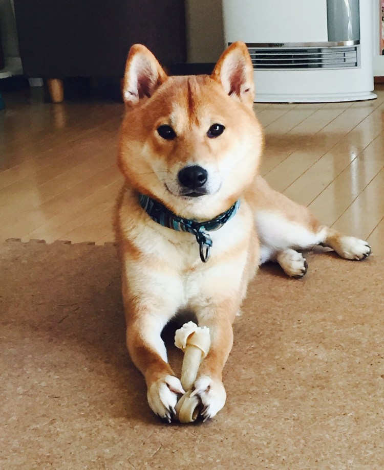 Сиба ину щенок