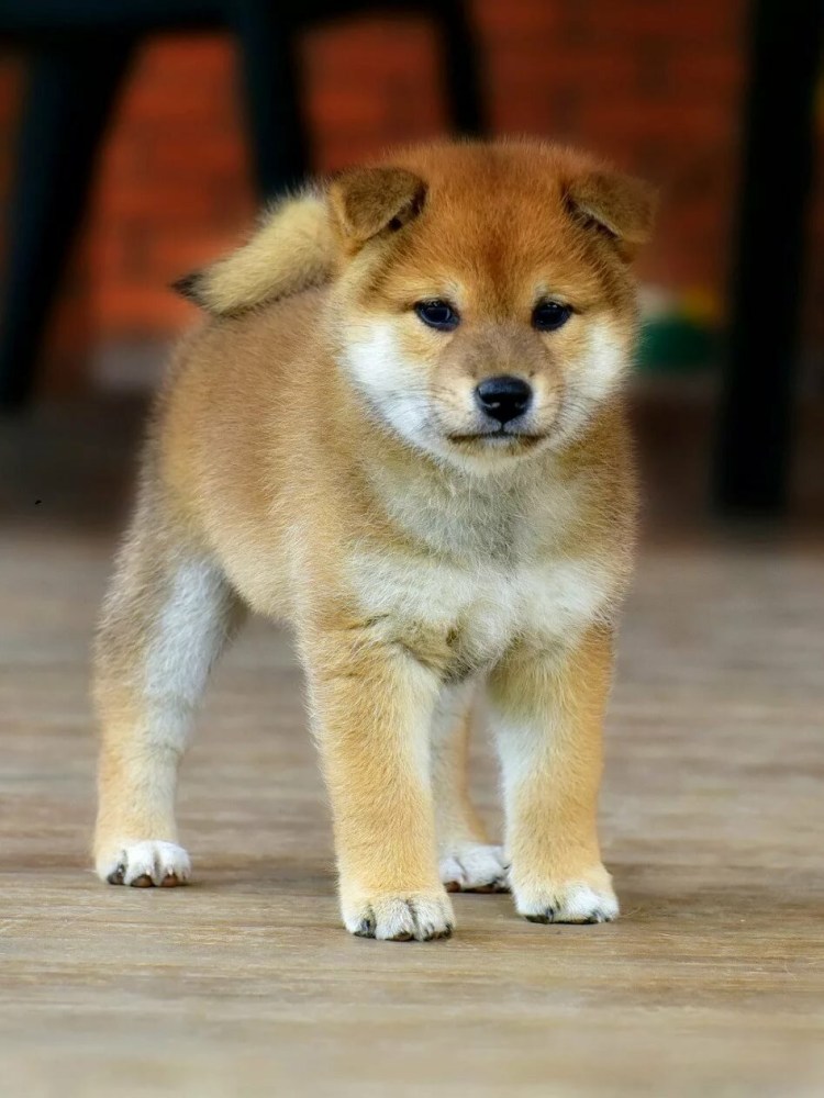 Сиба мини собака порода