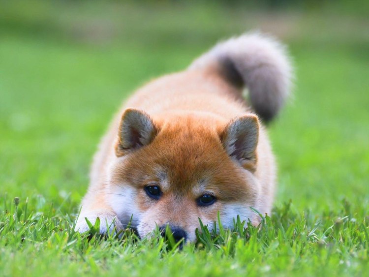 Щенок Акита сиба