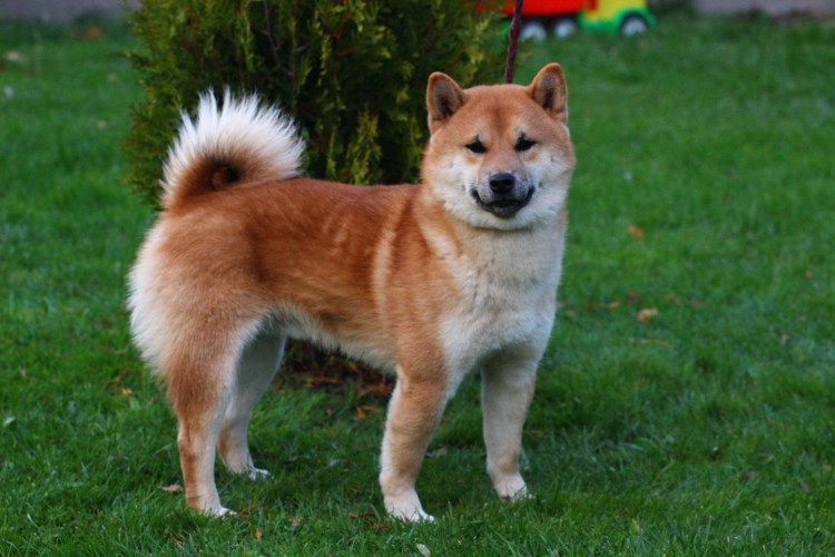 Порода собак сиба ину