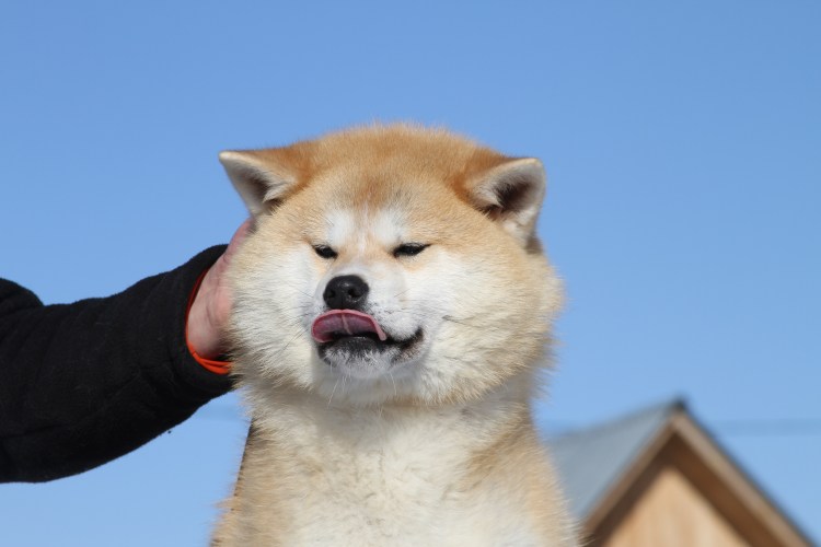 Сиба Шиба ину