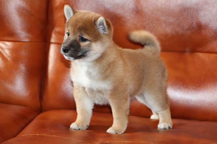 Акита ину маленькая