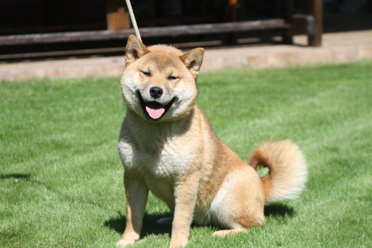 Порода собак сиба ину