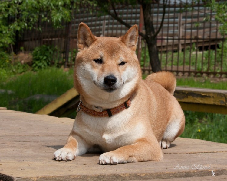 Метис сиба ину