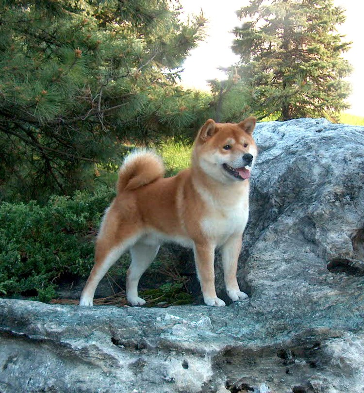 Порода собак сиба ину