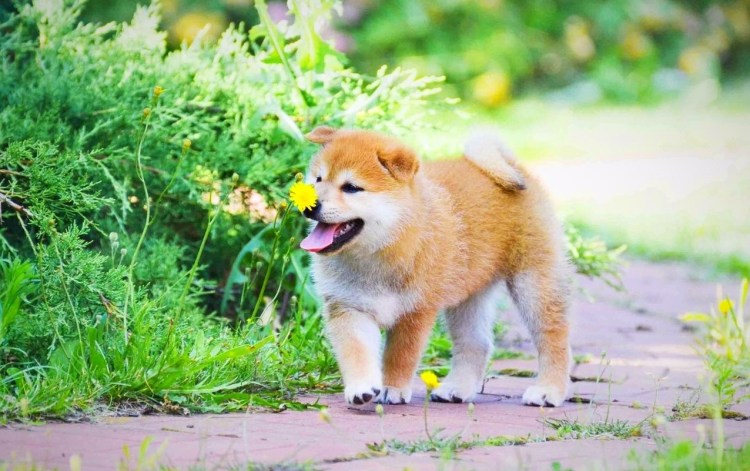 Щенки породы сиба ину