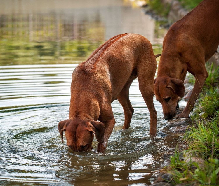Проденезийсеиц риджбек