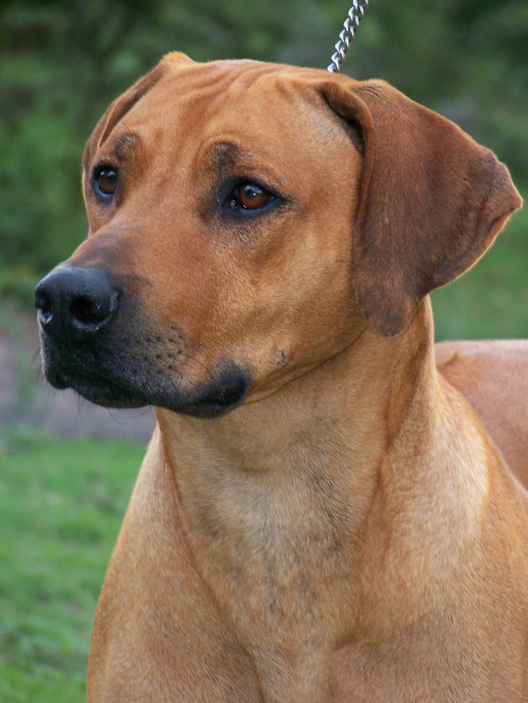 Проденезийсеиц риджбек