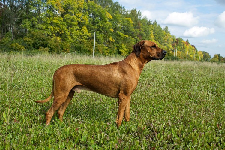 Родезийский риджбек Африканская львиная гончая