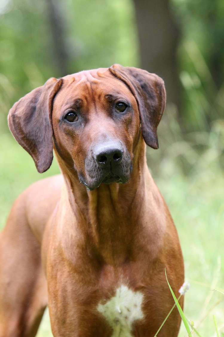 Родезийский риджбек Лев