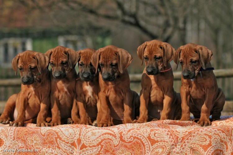 Порода собак Родезийский риджбек