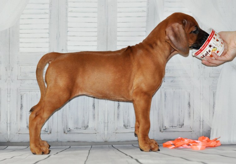 Риджбек Родезийский о породе