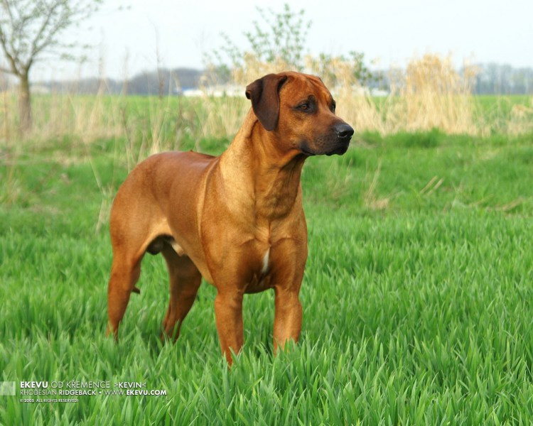 Родезийский ретривер