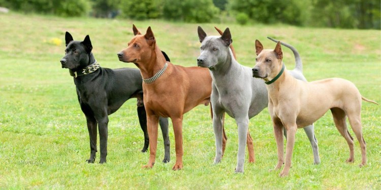 Два риджбека