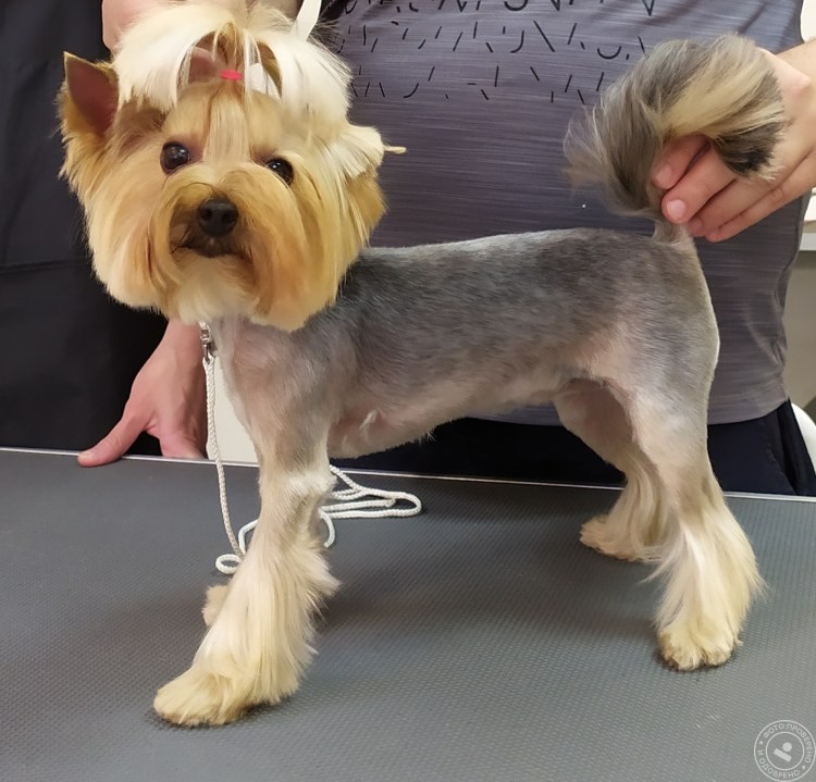 Стрижки Бивер терьеров