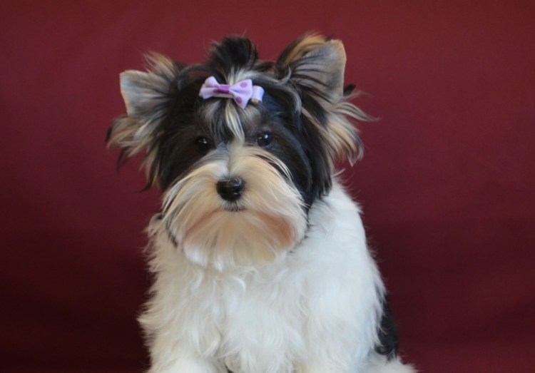 Бивер терьер лысый