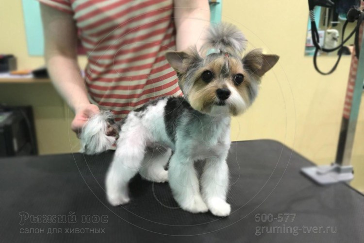 Стрижка Йорка бивера щенка