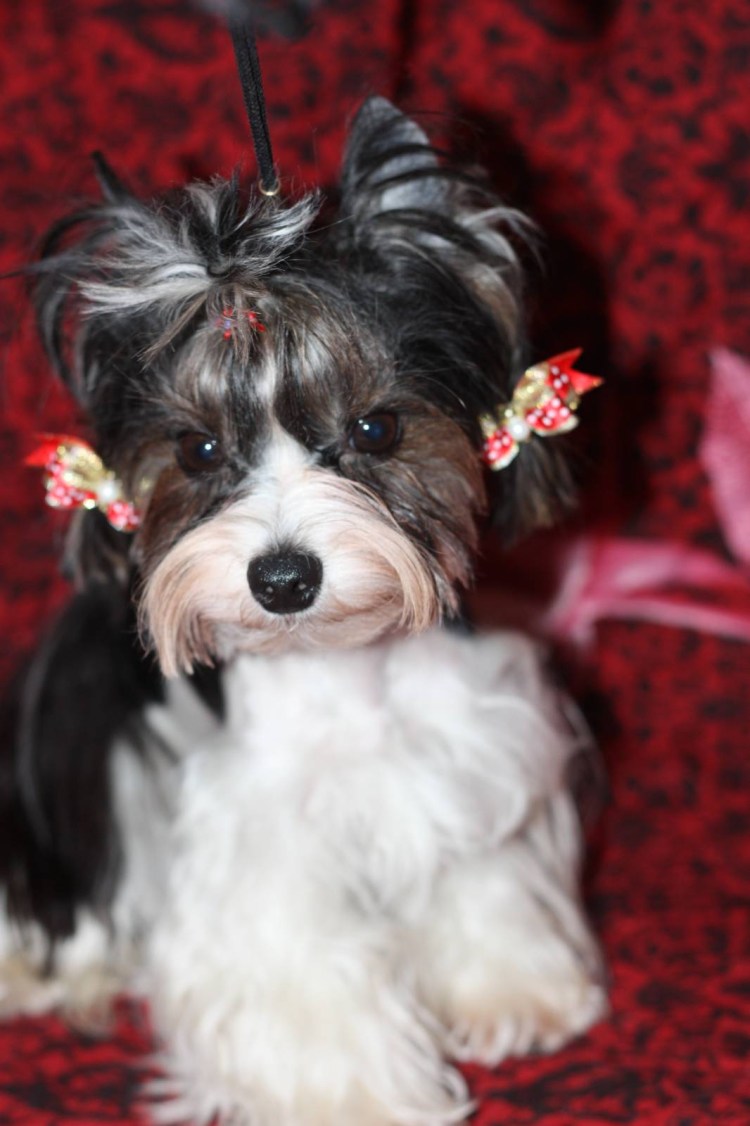 Лысый Бивер Йорк