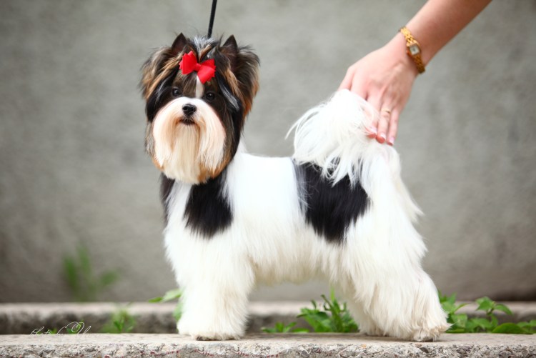 Бивер-Йоркширский терьер подстриженный