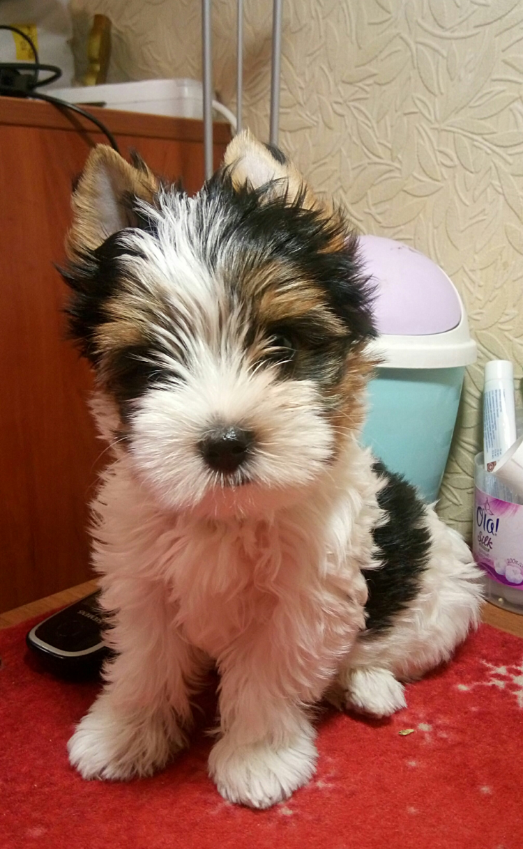 Мини Бивер Йорк стрижки