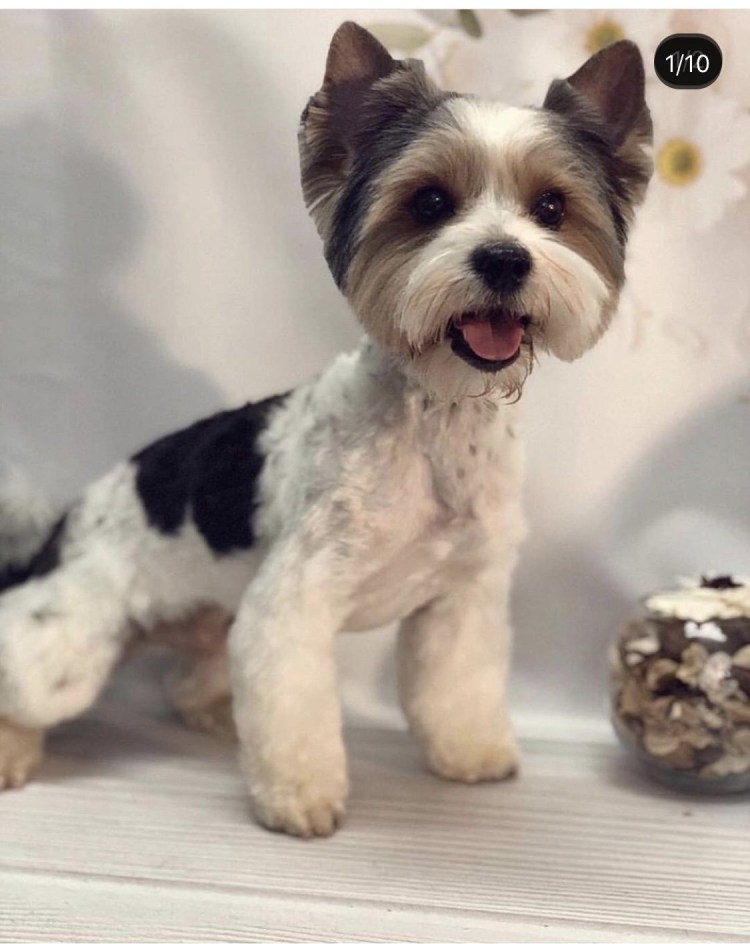 Бивер Йоркширский терьер стри