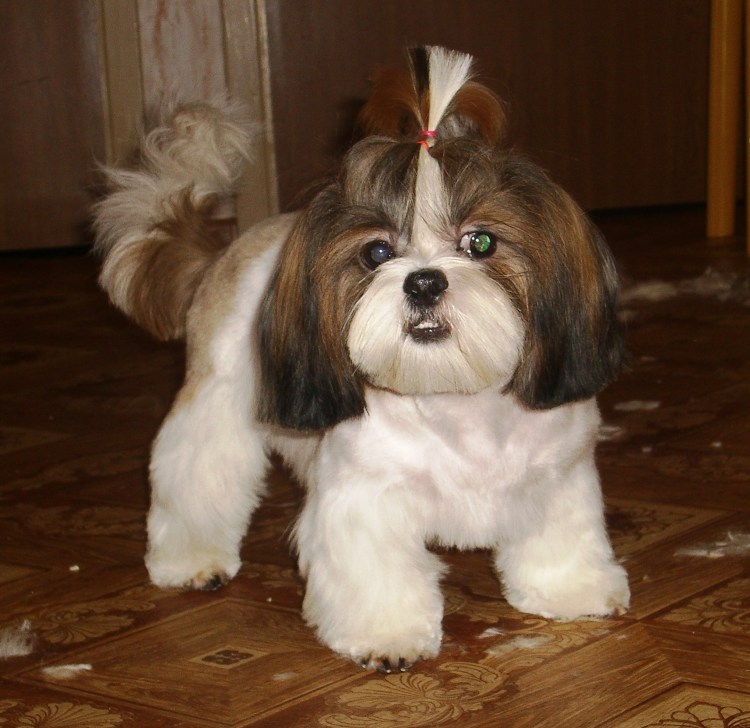 Бивер и ши тцу щенок