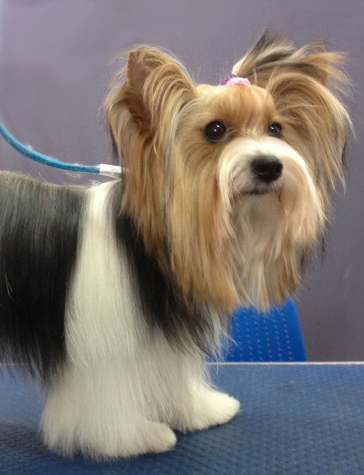 Бивер нестриженный