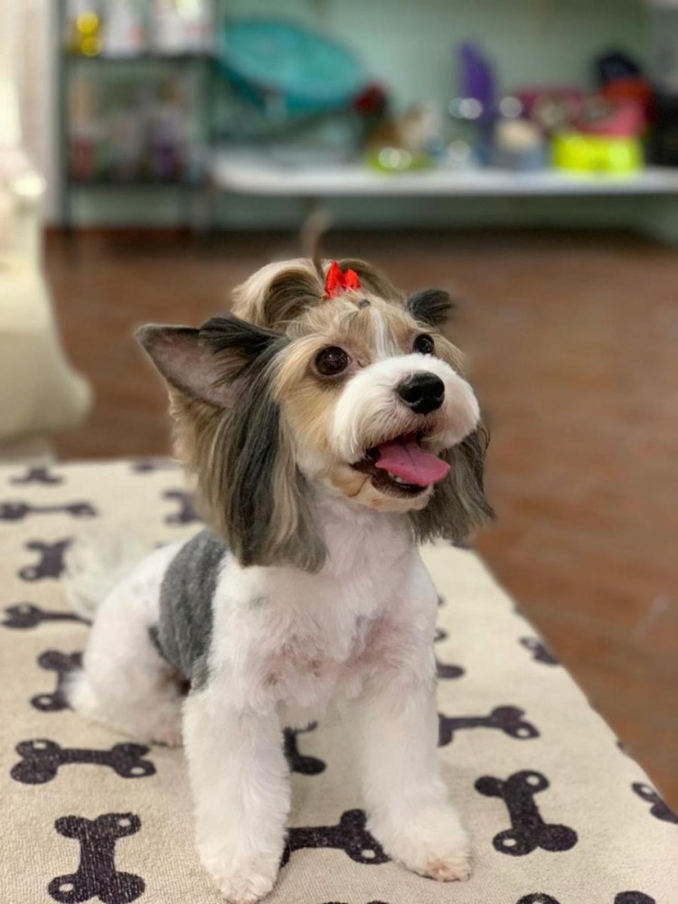 Груминг бивера