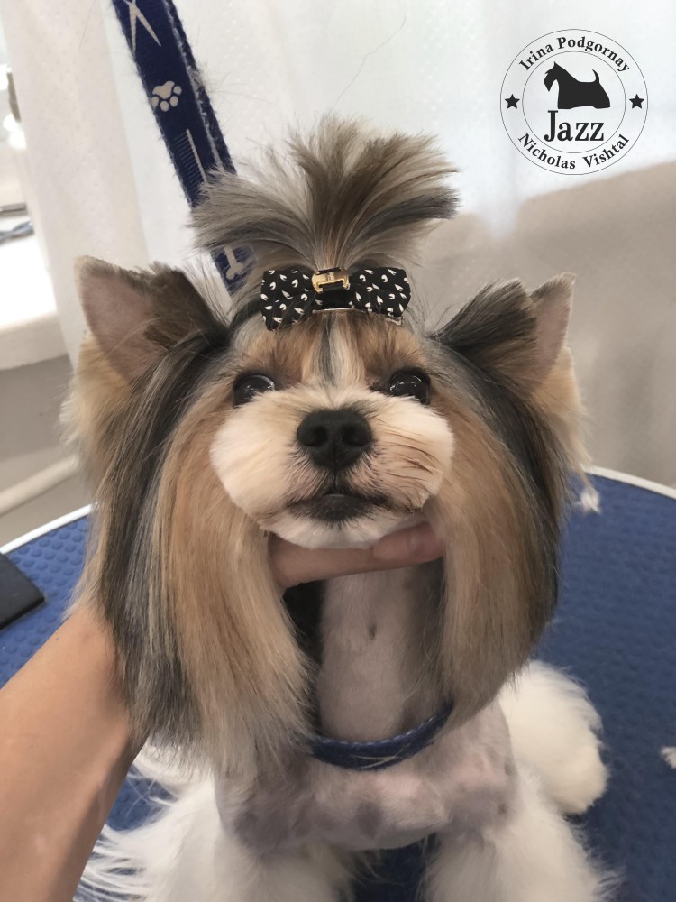 Стрижка бивера на лето