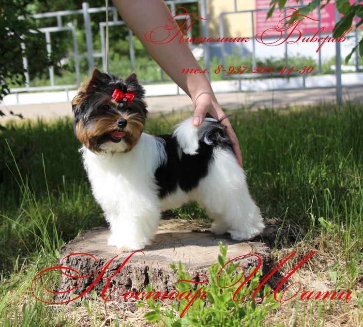 Бивер Мерле стрижка