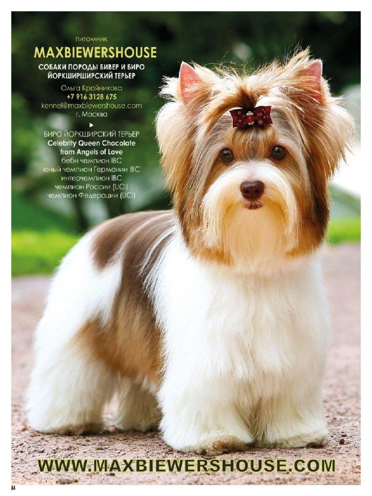 Йоркширский терьер Бивер биро