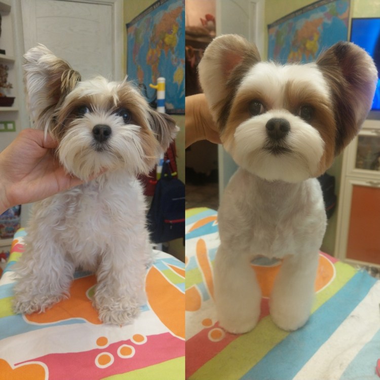 Бивер Йорк подстриженный