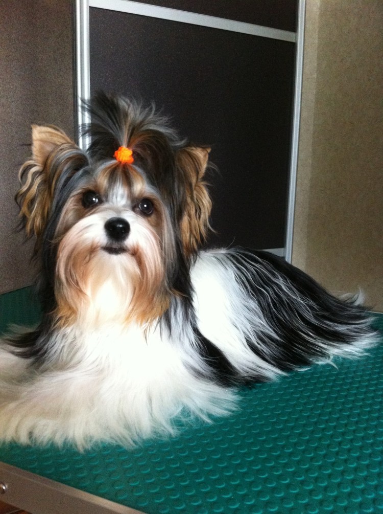 Питомник Бивер йорков