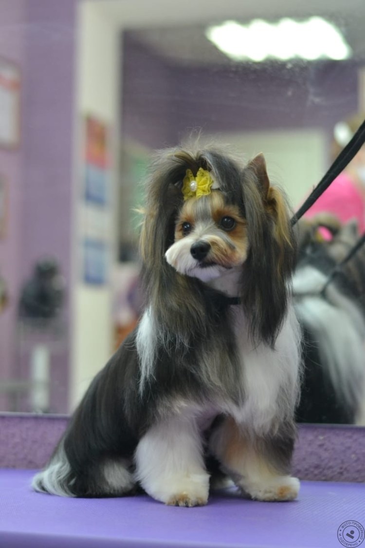 Бивер Йорк стриженный