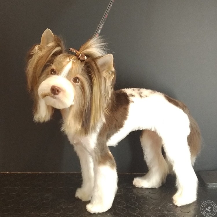 Бивер стрижка