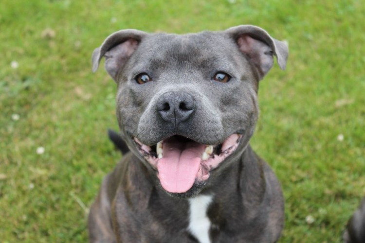 Английский стаффордширский бультерьер