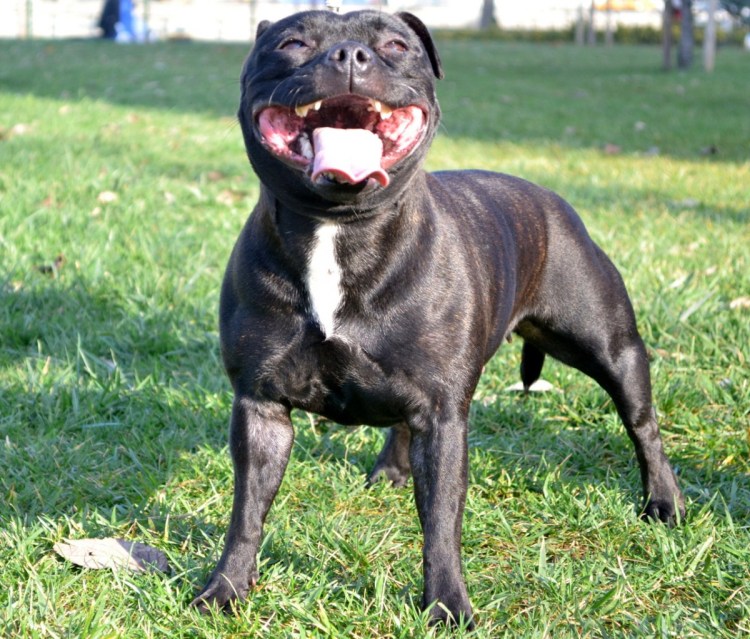 Стаффордширский бультерьер