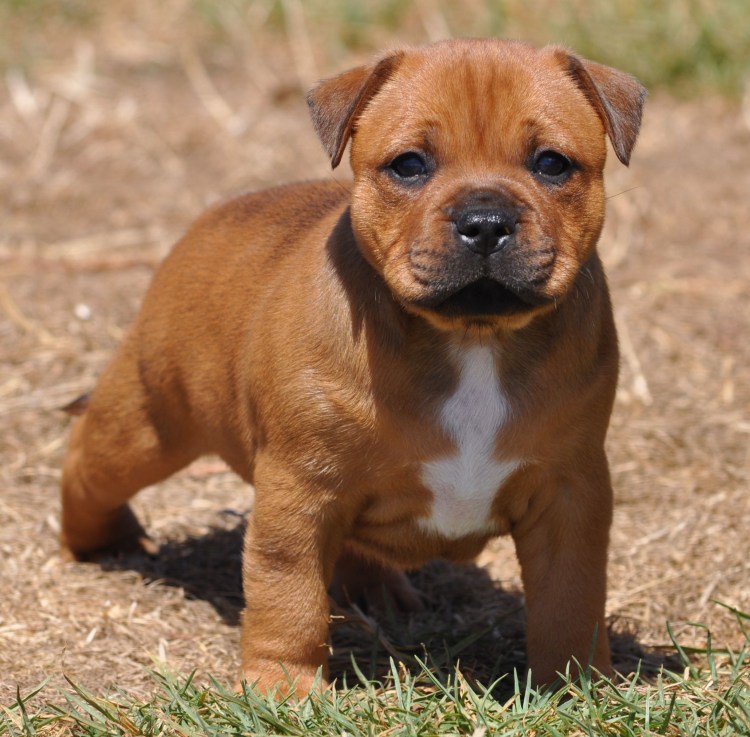 Английский стаффордширский бультерьер