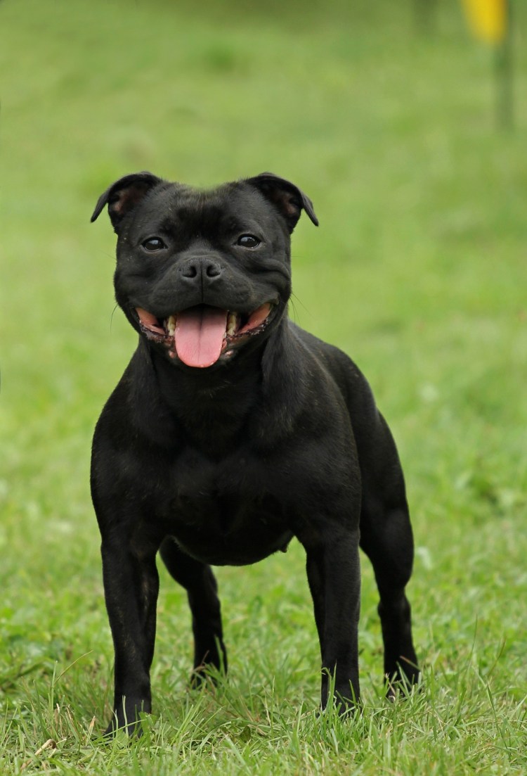 Порода собак стаффордширский бультерьер