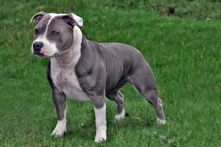 Стаффордширский бультерьер