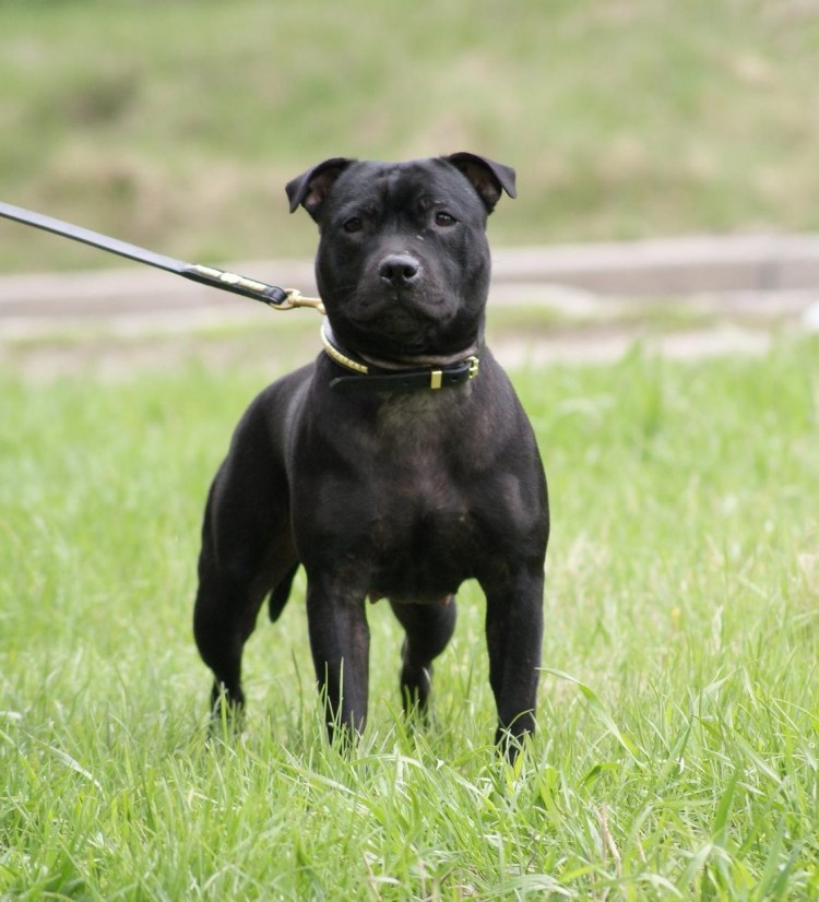 Стаффордширский бультерьер