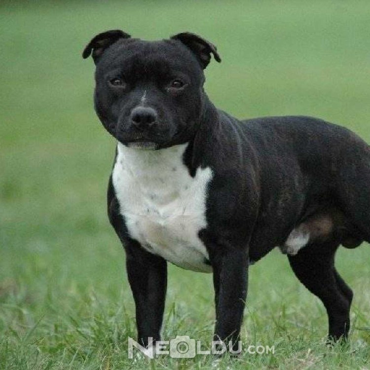 Бультерьер и стаффордширский терьер