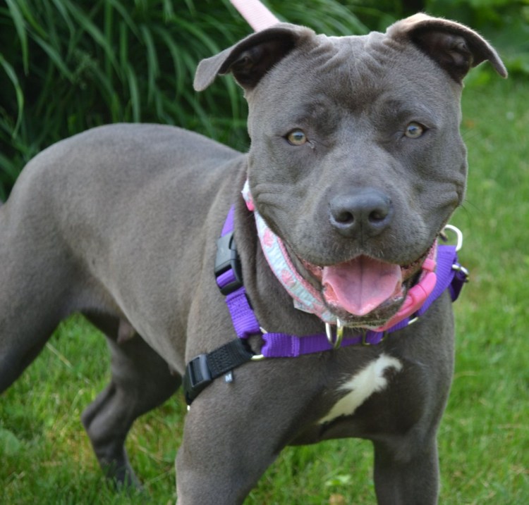 Стаффордширский терьер тигровый