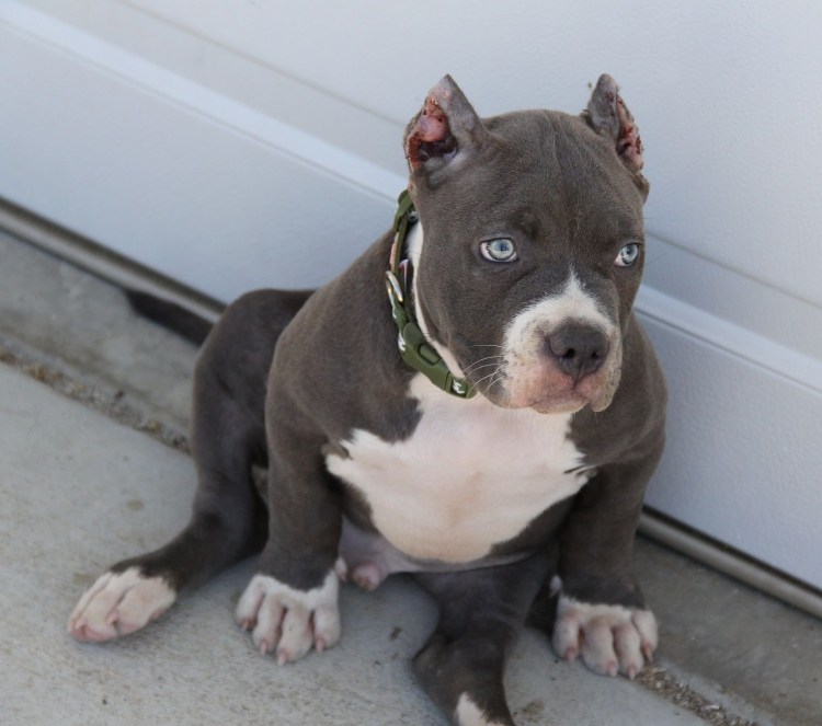 Амстафф булли