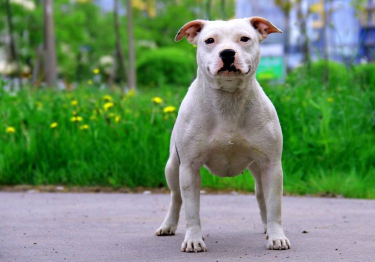 Стаффордширский терьер булли
